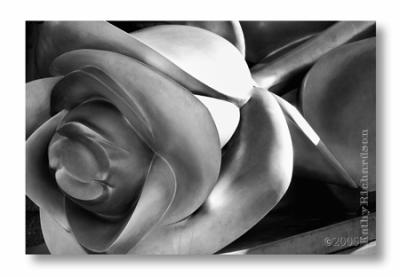 rosa