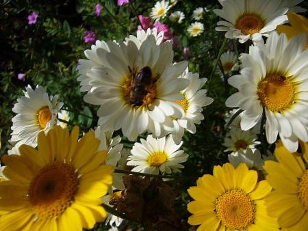 fleurs