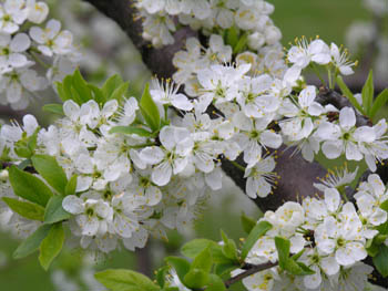 fleurs